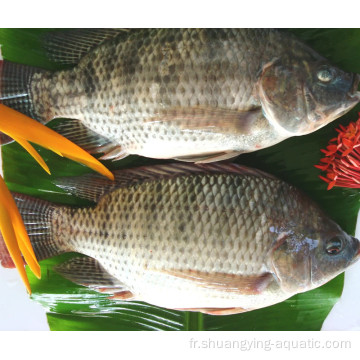 Fish de tilapia noir gelé 10 kg / ctn oreochromis niloticus
